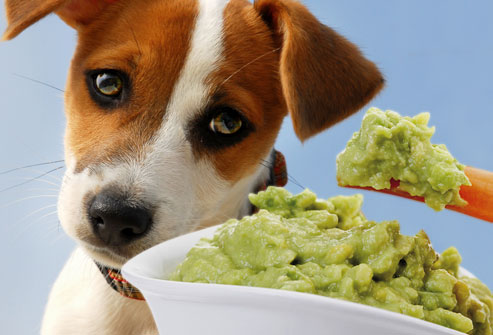 مضرترین غذاهای انسانی برای سگ ها کدام اند؟